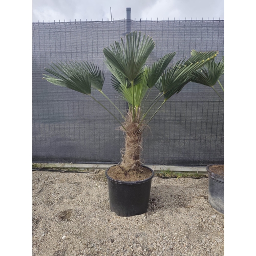 Trachycarpus Wagnerianus